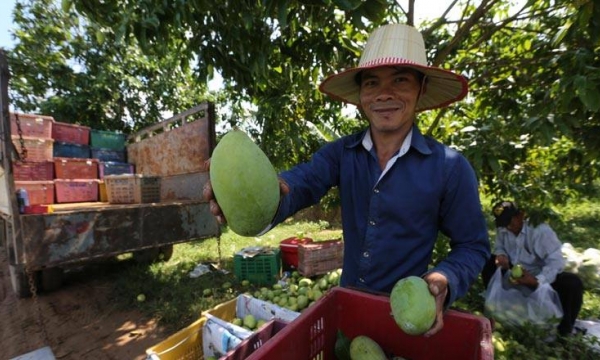 Campuchia tìm thị trường mới và gia tăng giá trị xoài xuất khẩu